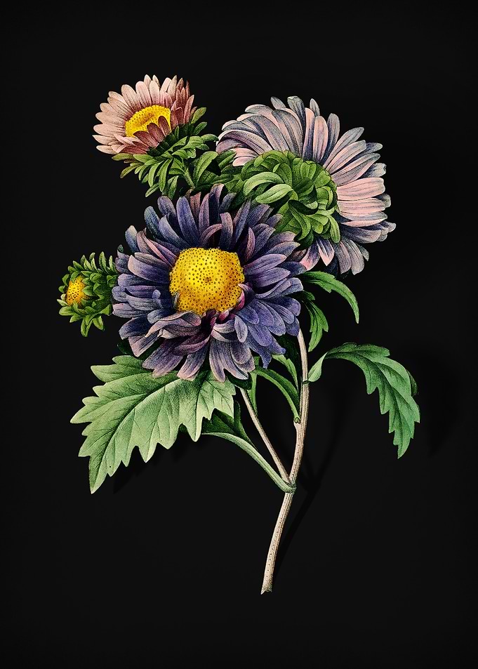 China Aster on Black