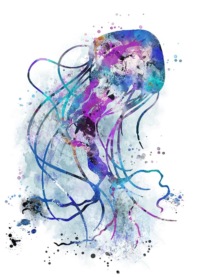 Jellyfish