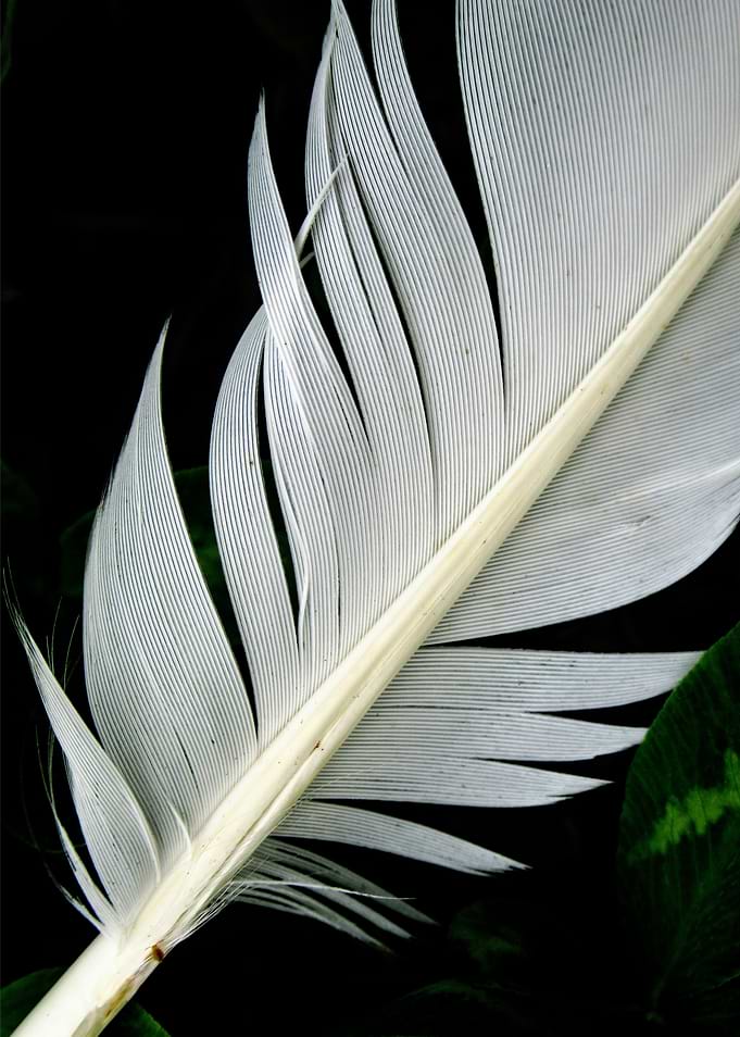 Feather Two