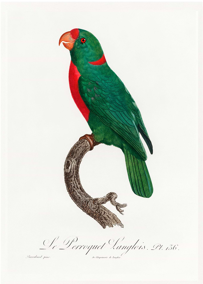Jardine parrot