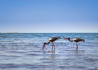 Two saddle billed stork