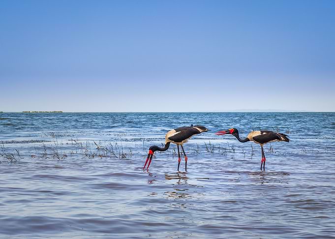 Two saddle billed stork