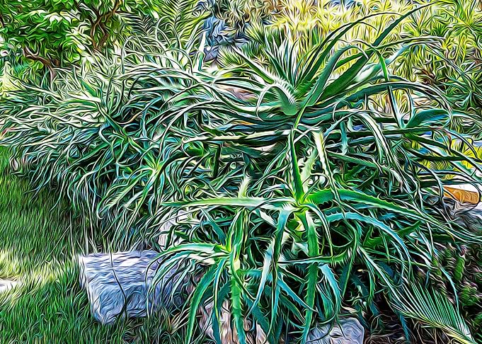 Mediterranean bush
