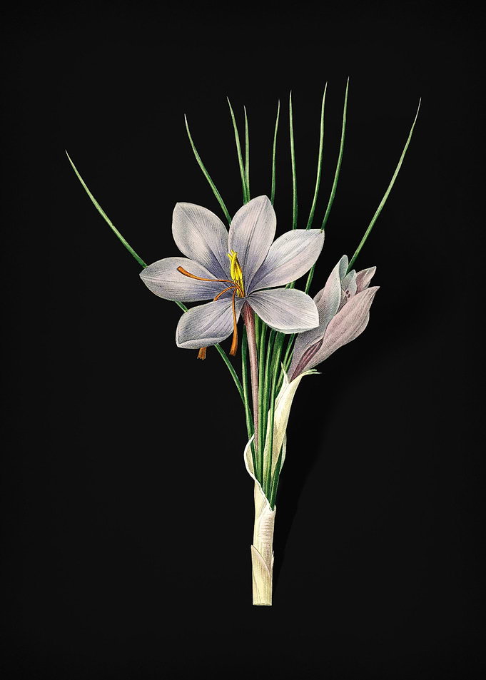 Autumn Crocus on Black