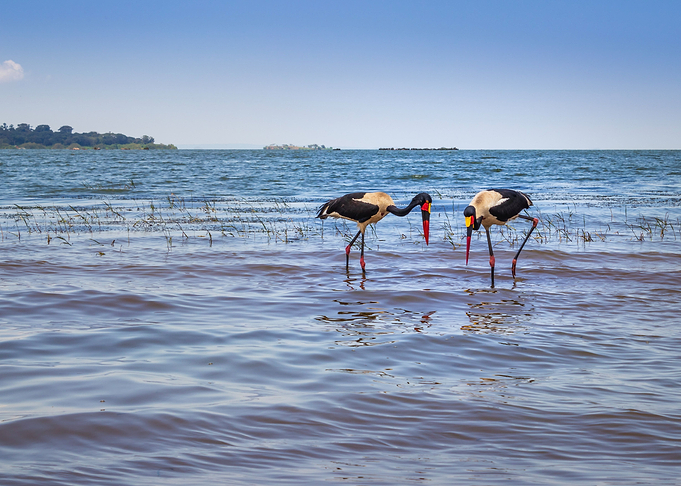 Two saddle billed stork