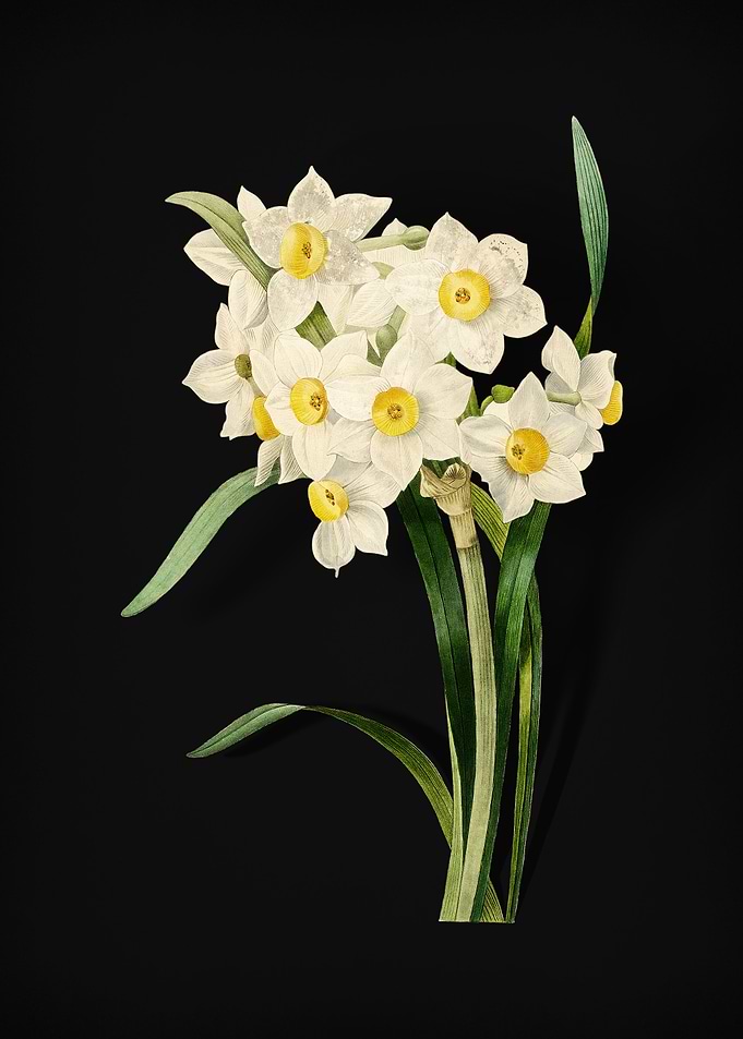 Daffodil on Black