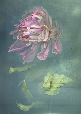 Paeonia
