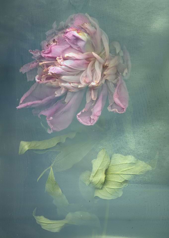 Paeonia