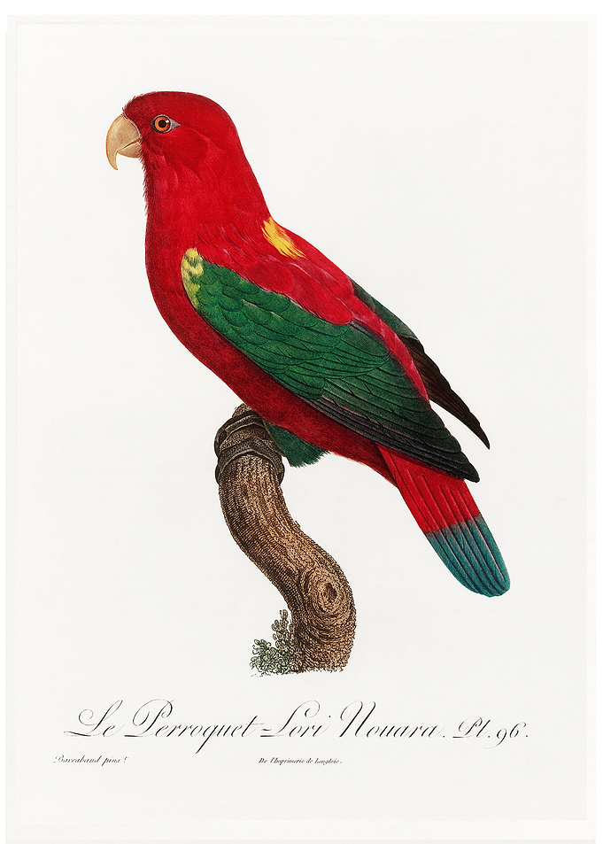 Chattering lory