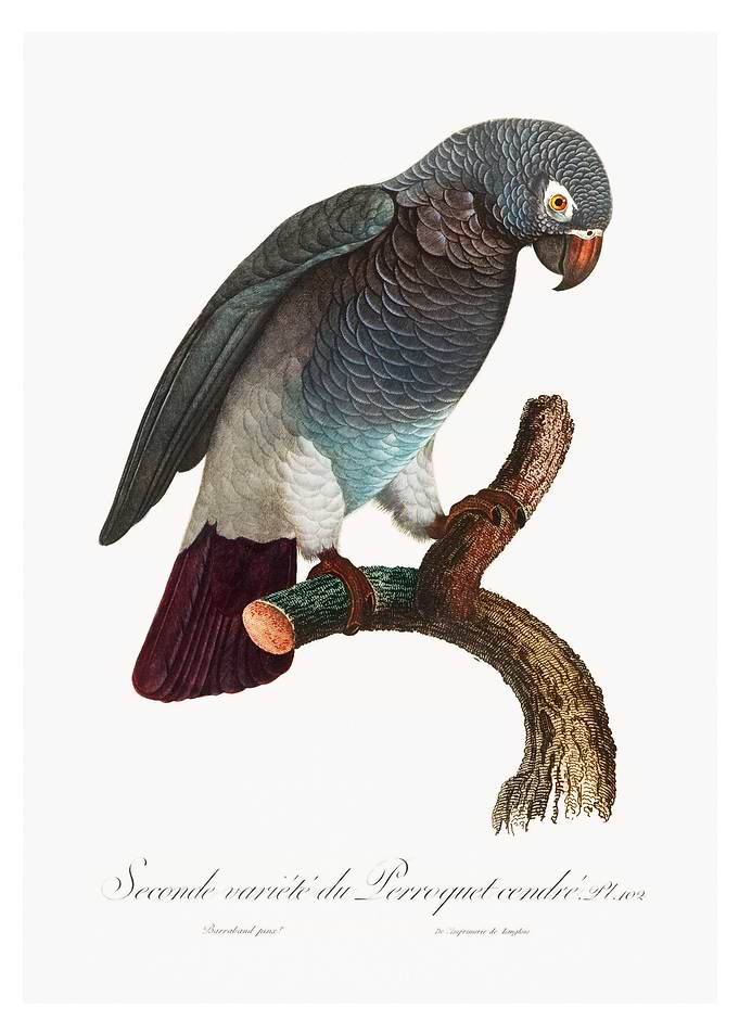 African grey parrot