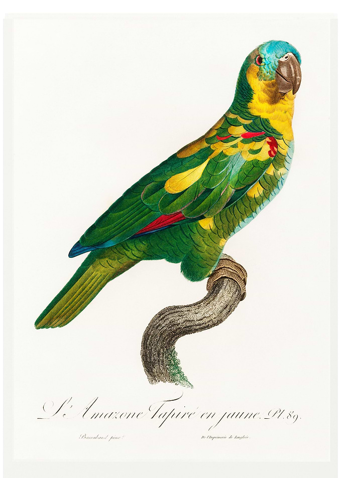 Blue fronted amazon