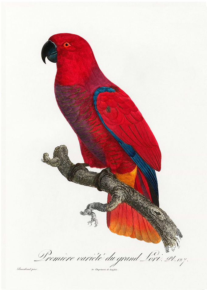 Eclectus parrot