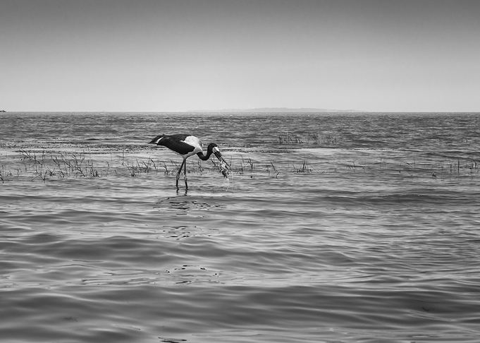 Two saddle billed stork