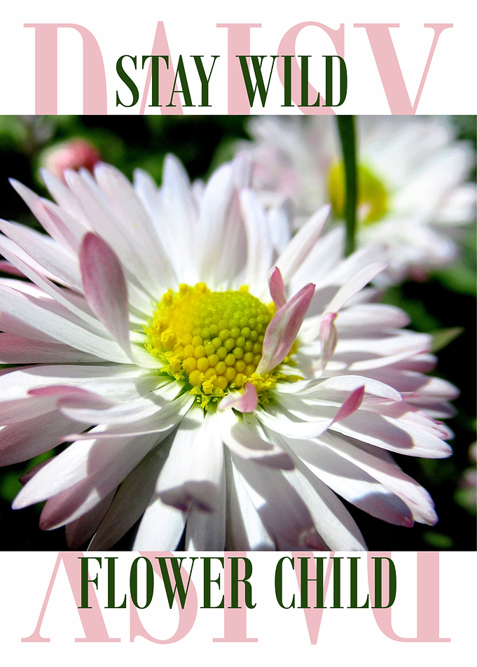 Daisy Flower Three