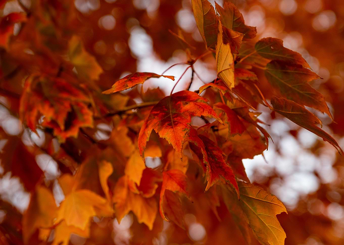 Hello Autumn
