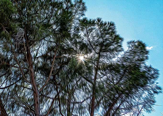 Mediterranean bush