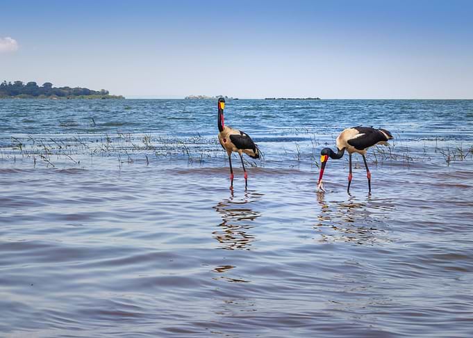 Two saddle billed stork
