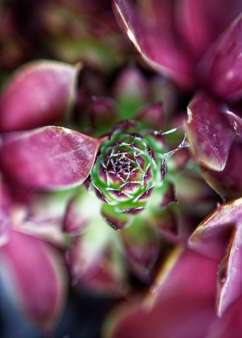 Purple flower