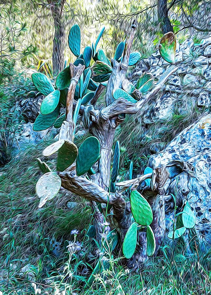 Mediterranean bush