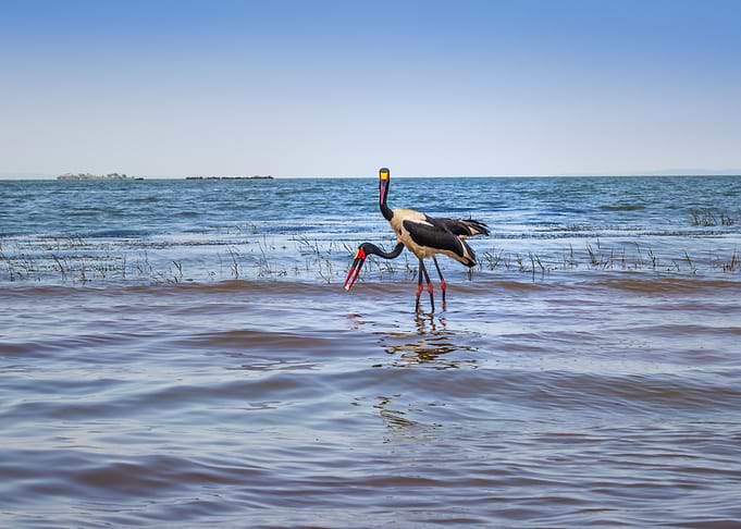 Two saddle billed stork