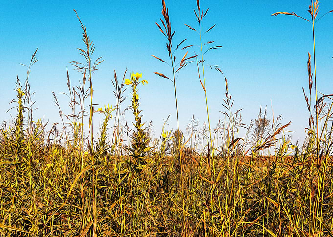 Uncultivated field