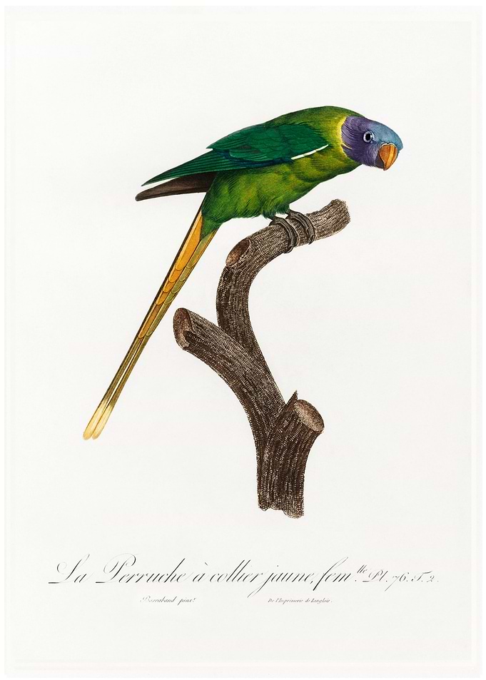Plum headed parakeet