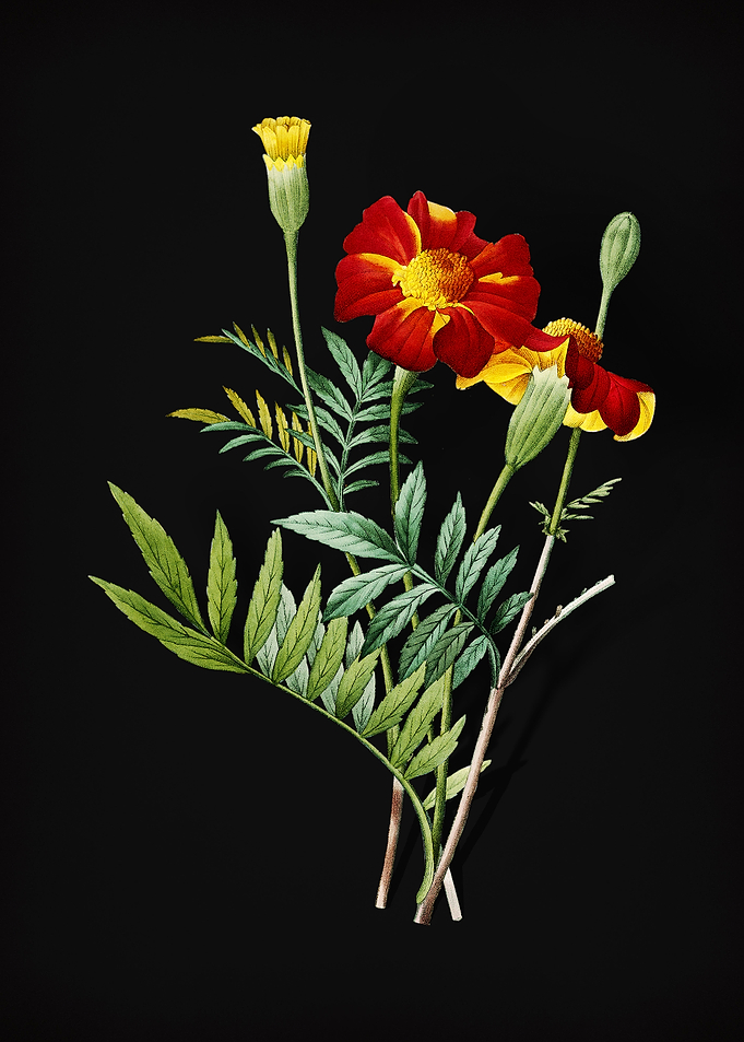 Mexican Marigold