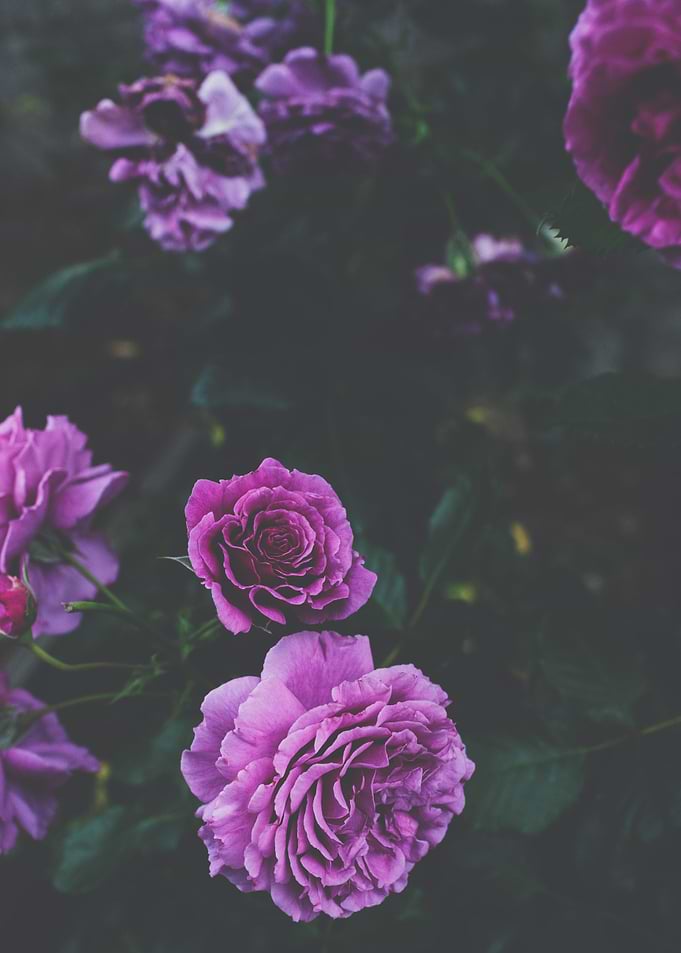 Purple Midnight Flowers