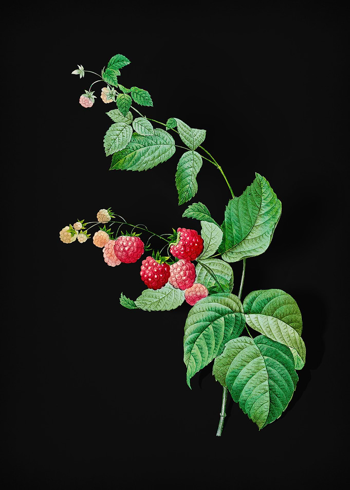 Red Berries on Black