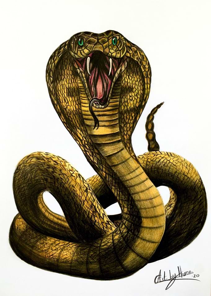 King Cobra