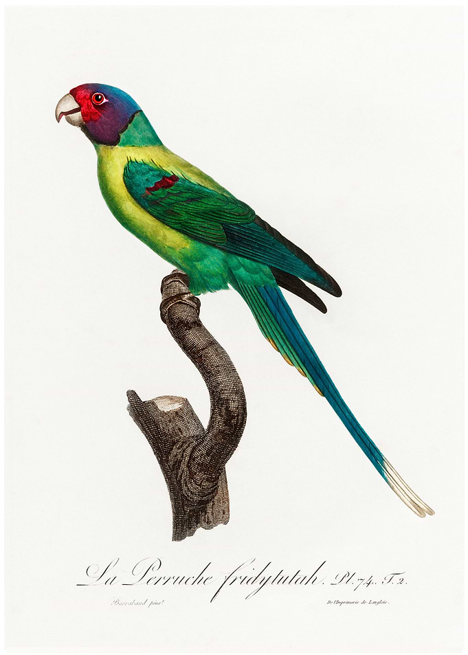Plum headed parakeet