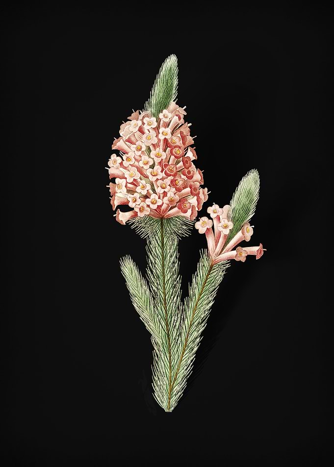 Heather Briar Root on Noir