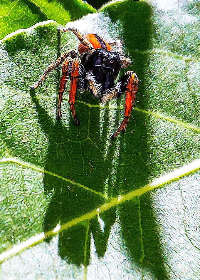 Red spider on a leaf