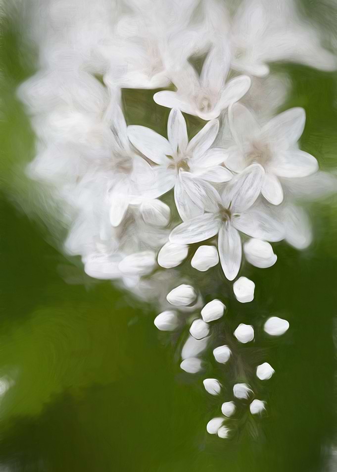Blossom