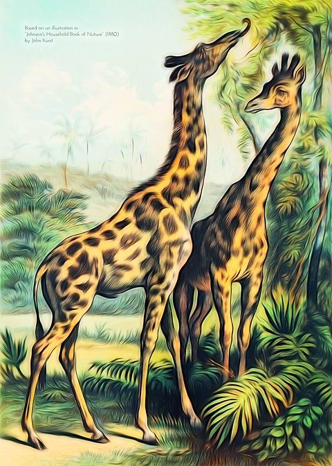 Two Giraffes