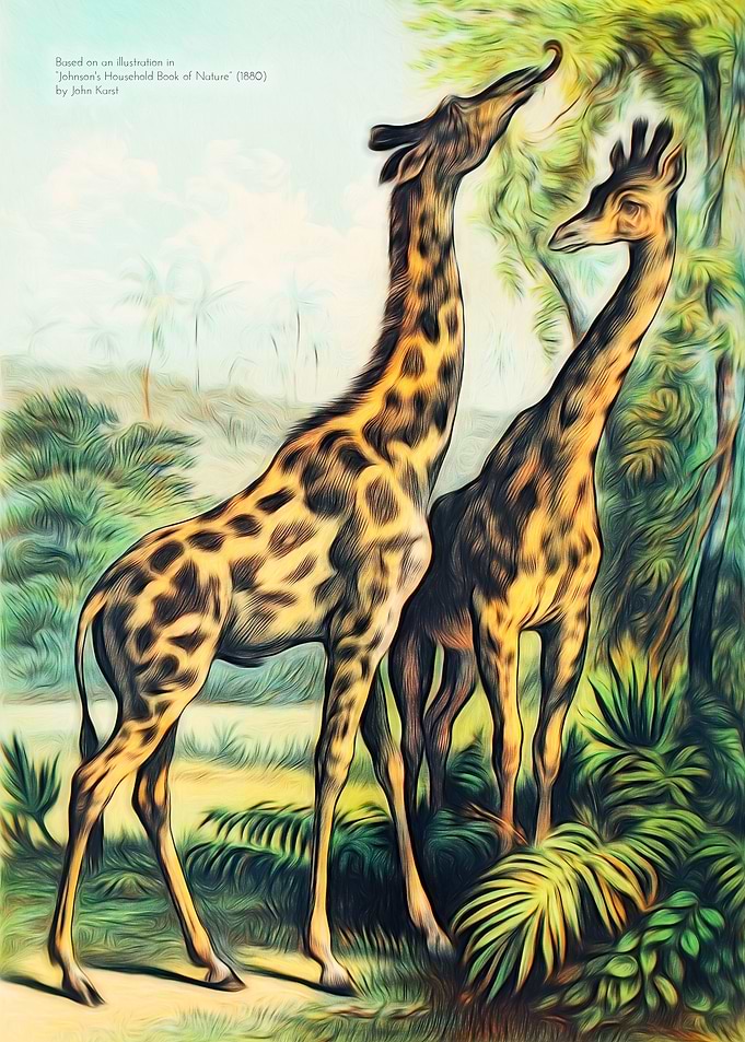 Two Giraffes