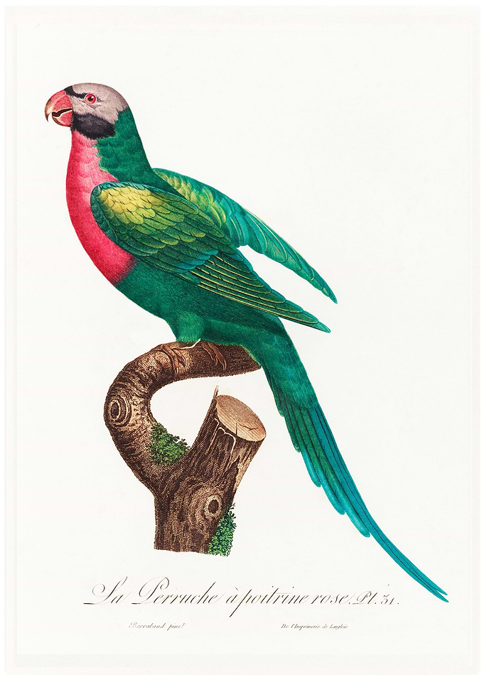 Moustached parakeet