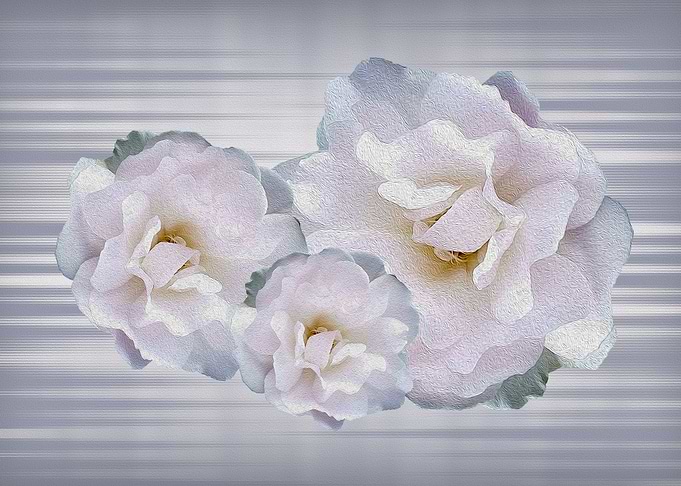 Pink gray roses