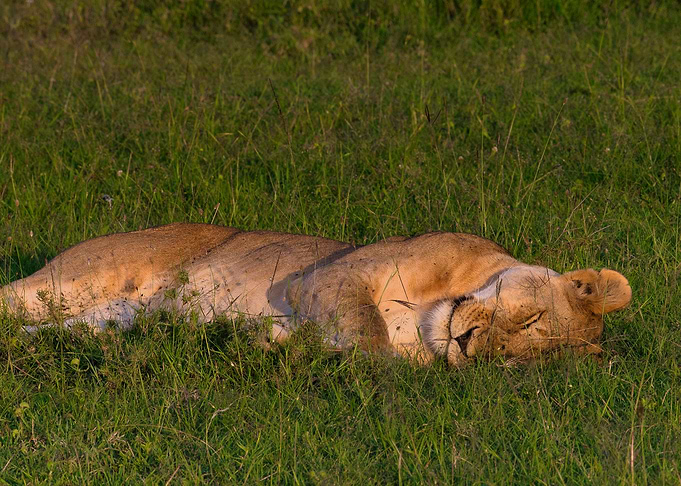 Lion Sleeping