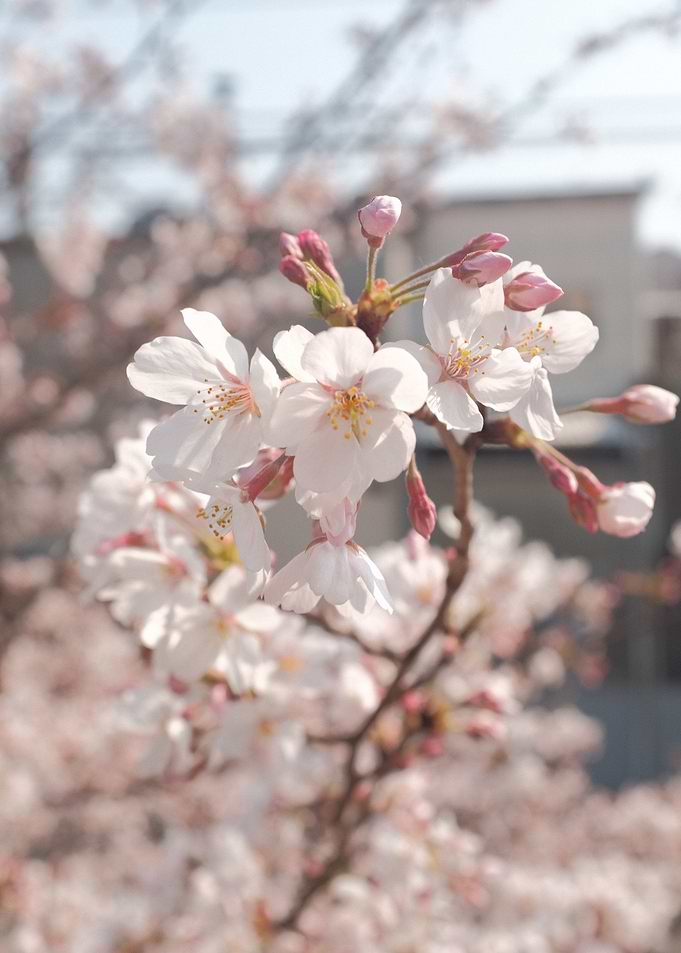 White Pink Cherry Blossom