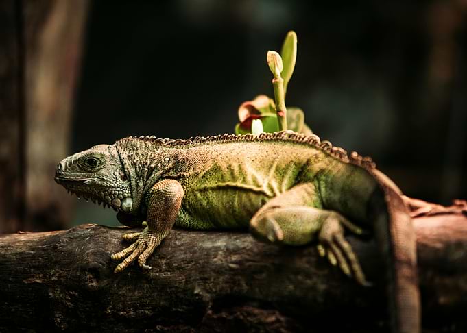 Chameleon