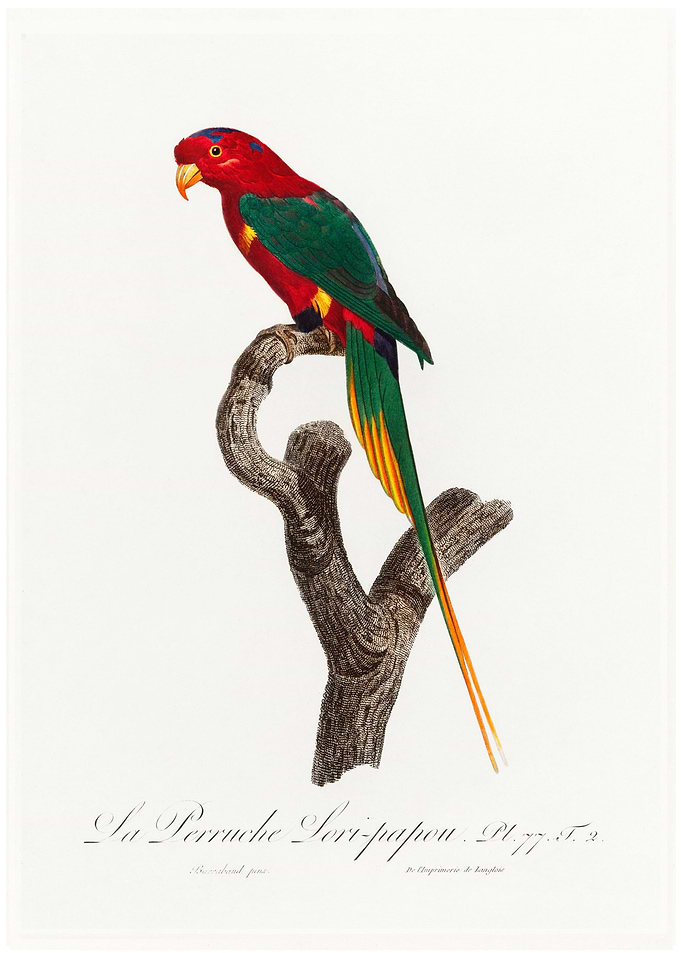 Papuan lorikeet