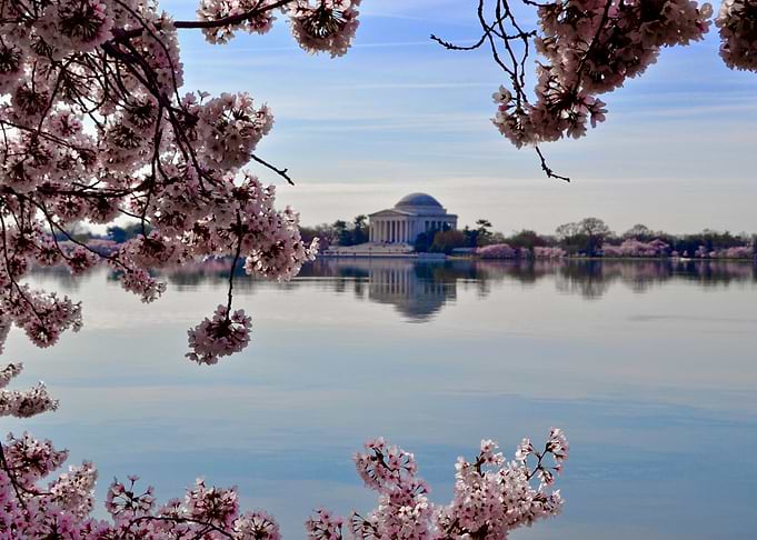 Cherry Blossoms Dome