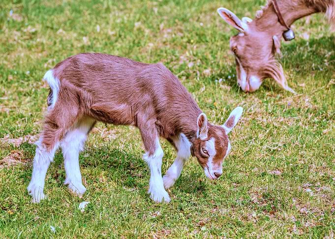 Cute Goat