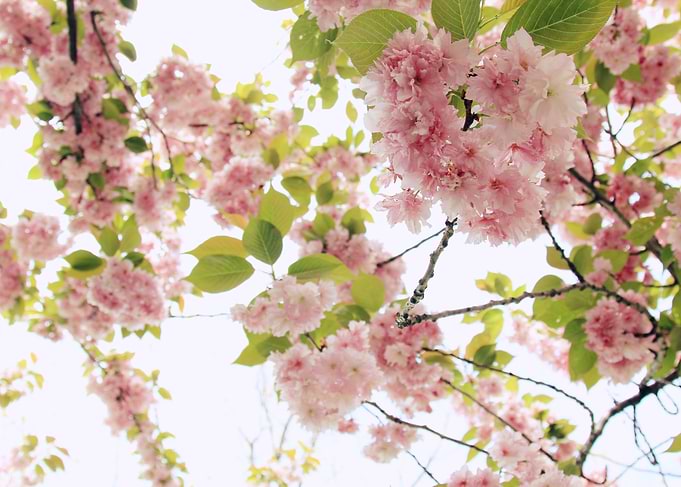 Spring Cherry Blossoms