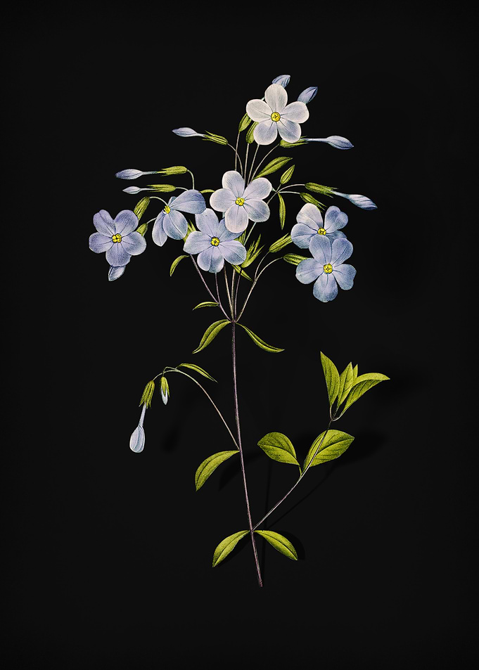 Phlox on Black
