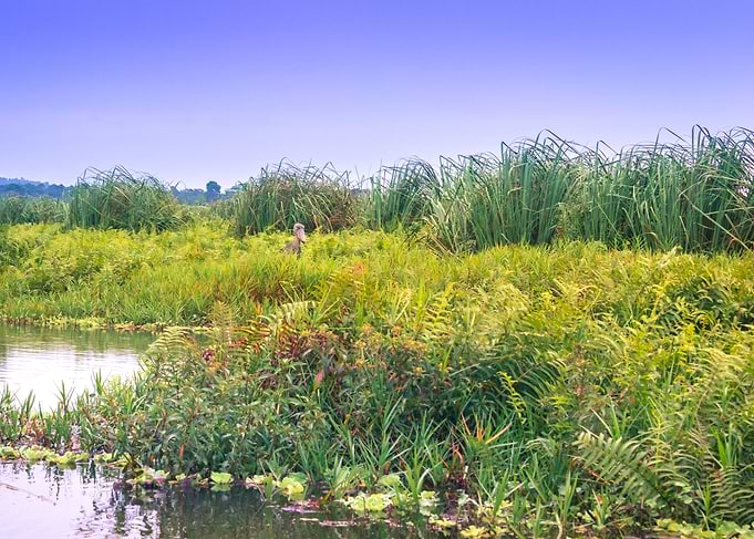 Shoebill stork In swamp