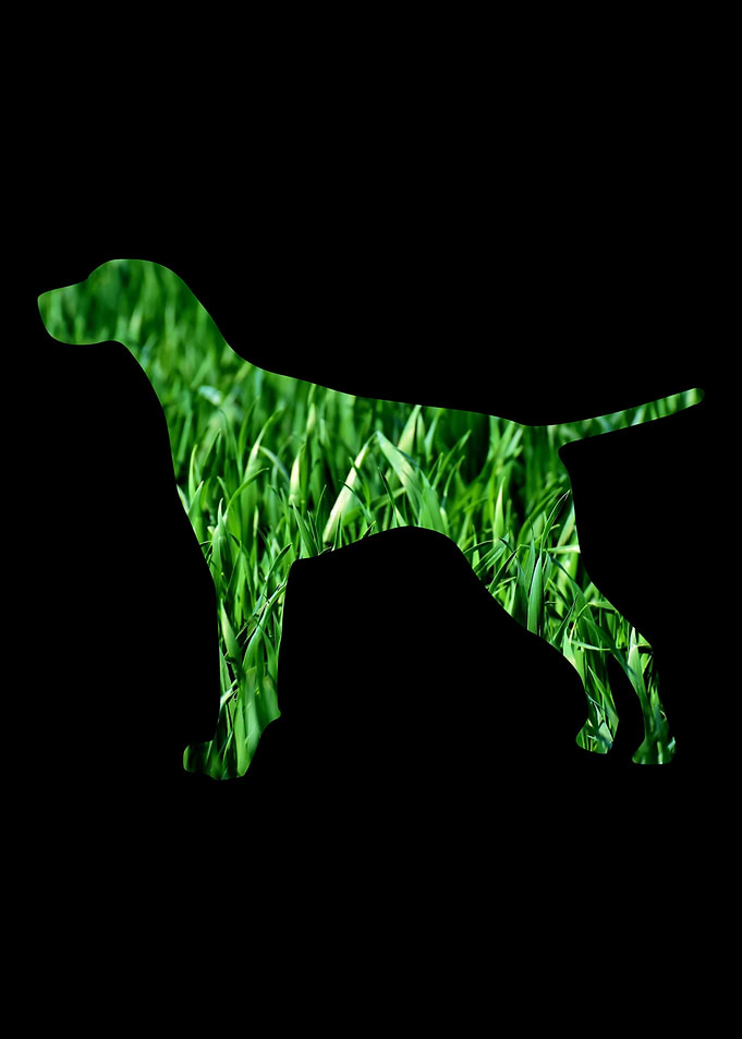 German Shorthair Pointer