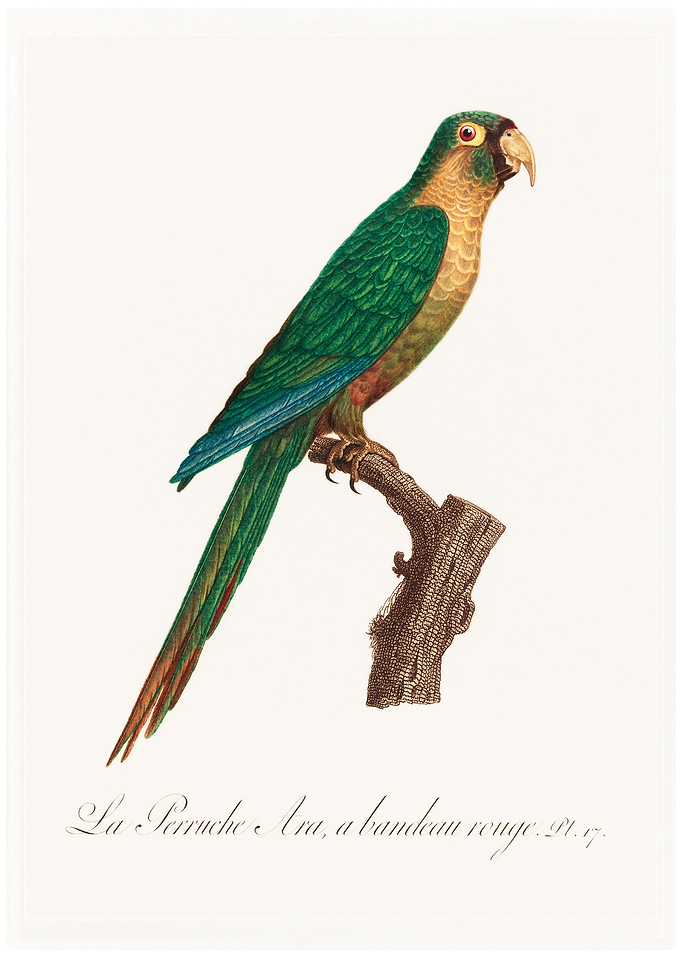 Musk lorikeet