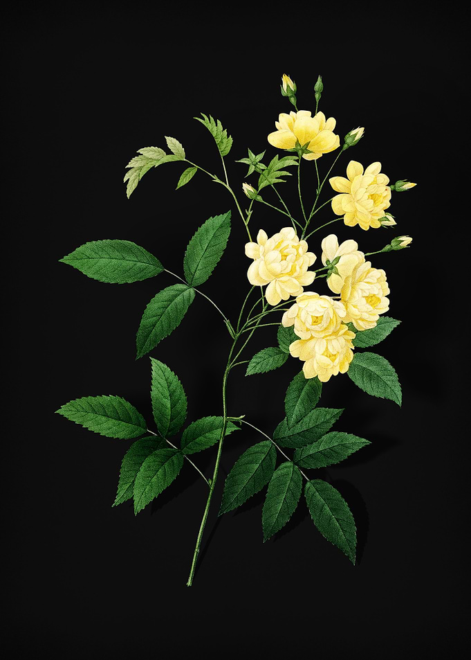 Lady Banks Rose